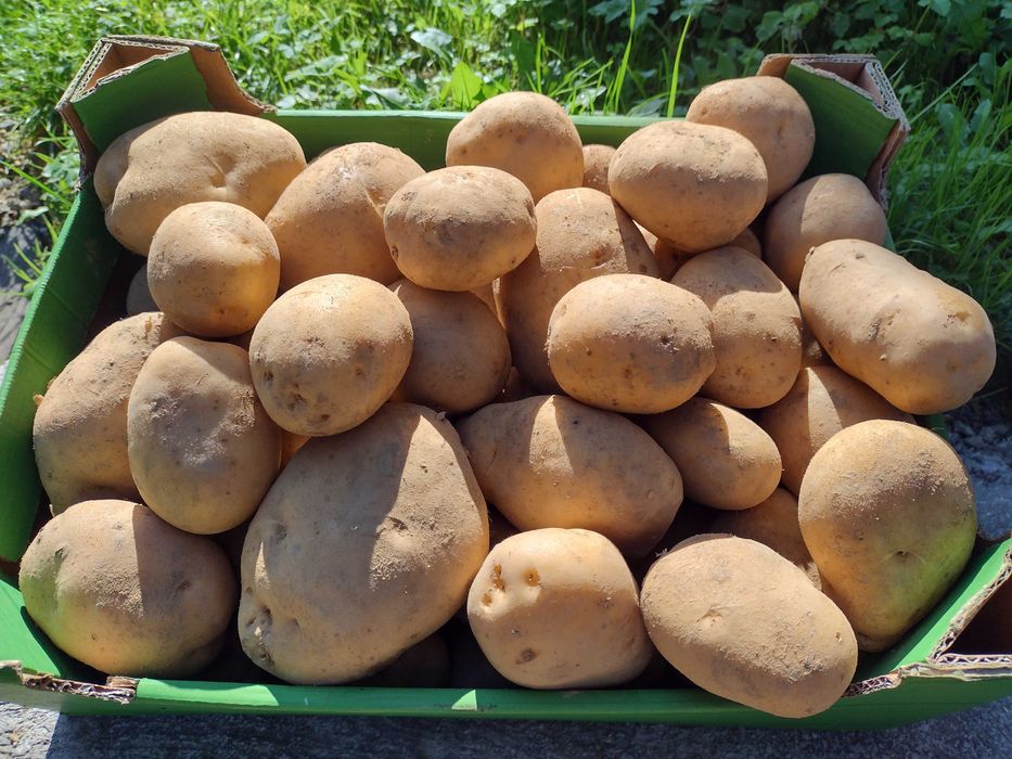 Sprzedaż ziemniaków odmiana Lord