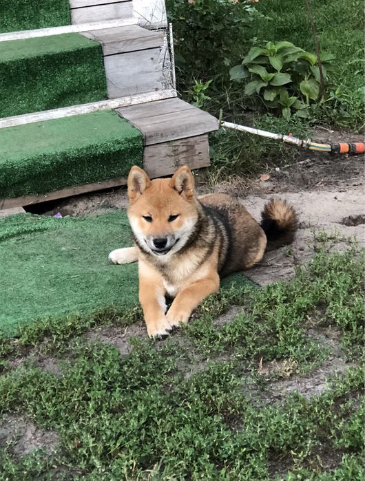 Неймовірно гарна дівчинка сіба-іну