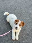 Suczka Jack Russell terrier ZKWP/FCI szorstkowłosa