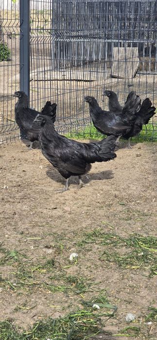Ayam cemani para