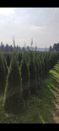 Thuja Szmaragd Tuja 200cm Promocja