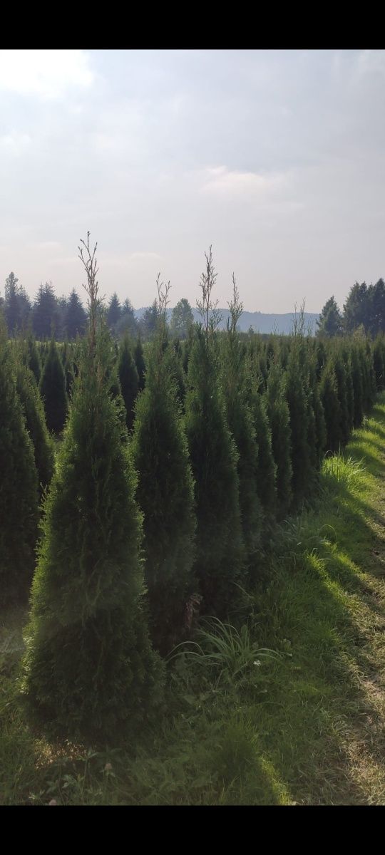 Thuja Szmaragd Tuja 160cm P