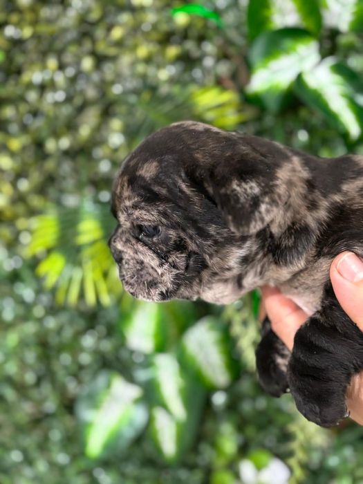 Bulldog francês macho