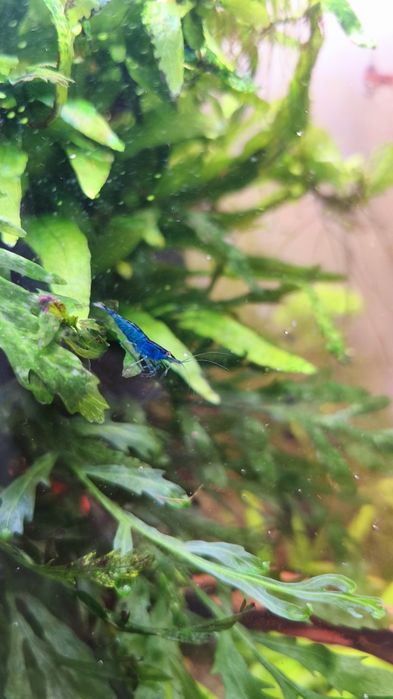 Camarões Neocaridina Blue Dream