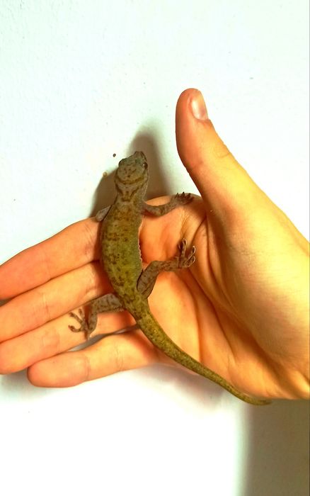 Gekon Badenii (gekon złocisty)