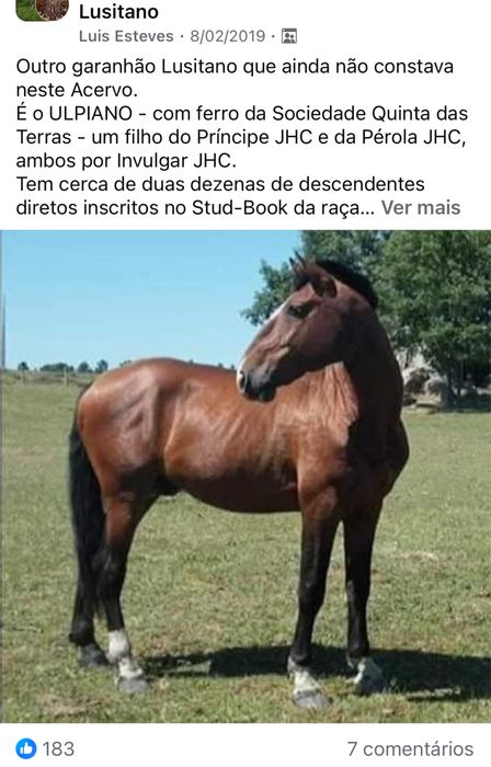Cavalo letra “O” para Venda
