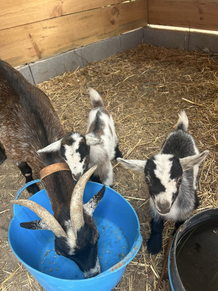 Casal cabras anãs