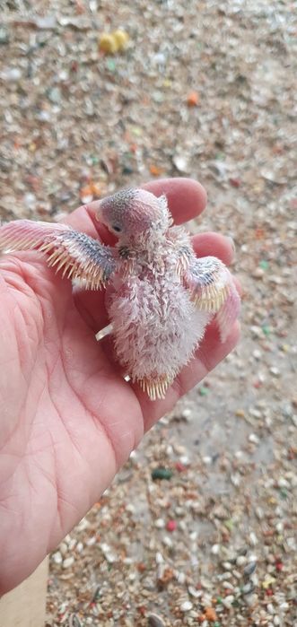 Caturras criadas à não