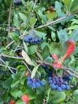 Aronia eko ręczny zbiór 5 zł/kg