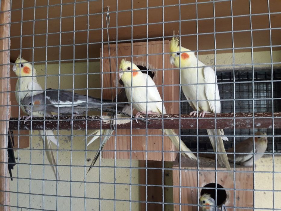 Vendo caturras de várias cor