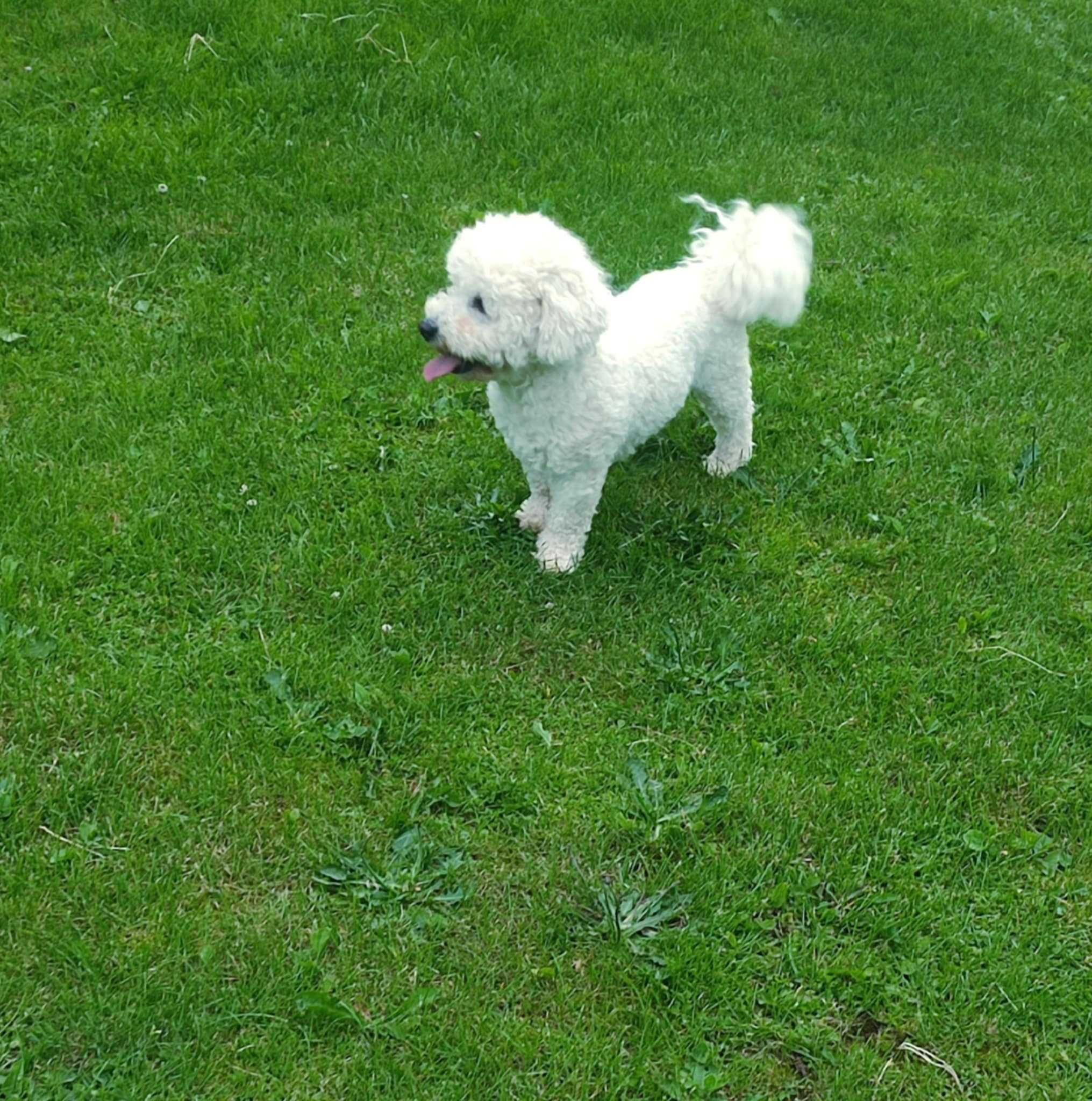 Bichon > łagodny spokojny pies , metryka FCI > sprzedam.