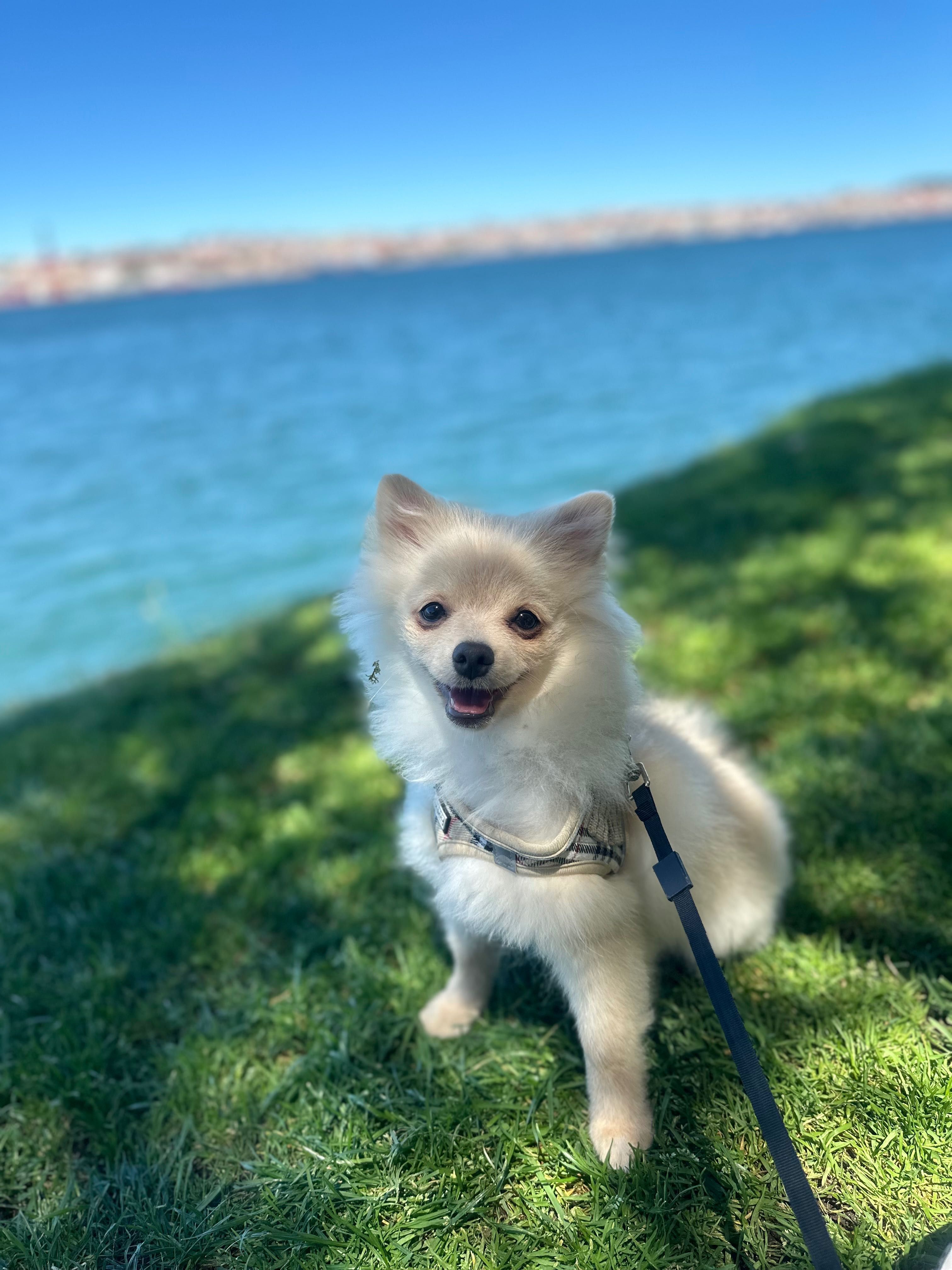 Lulu da Pomerania Procuro namorada