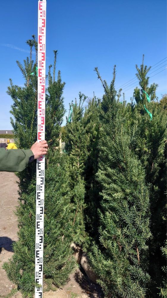 Cis Hilli 160-180cm (Hiksi david szmaragd klon sosna katalpa)