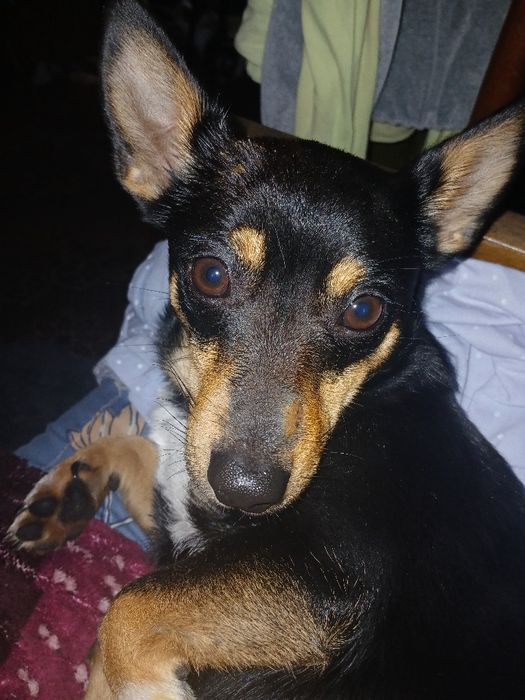 Віддам собаку англійський той терьер