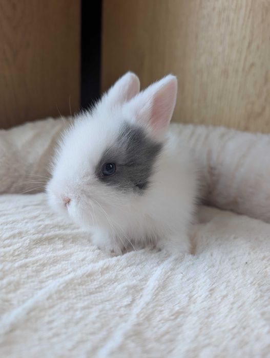 Królik karzełek, mini lop, miniaturka