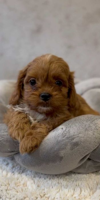 Кавапу девочка. Ред Браун.