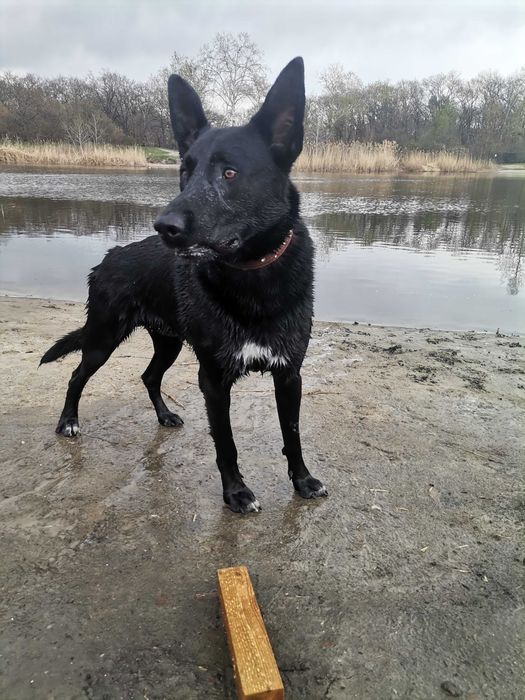 Кобель на вязку 2.5 года