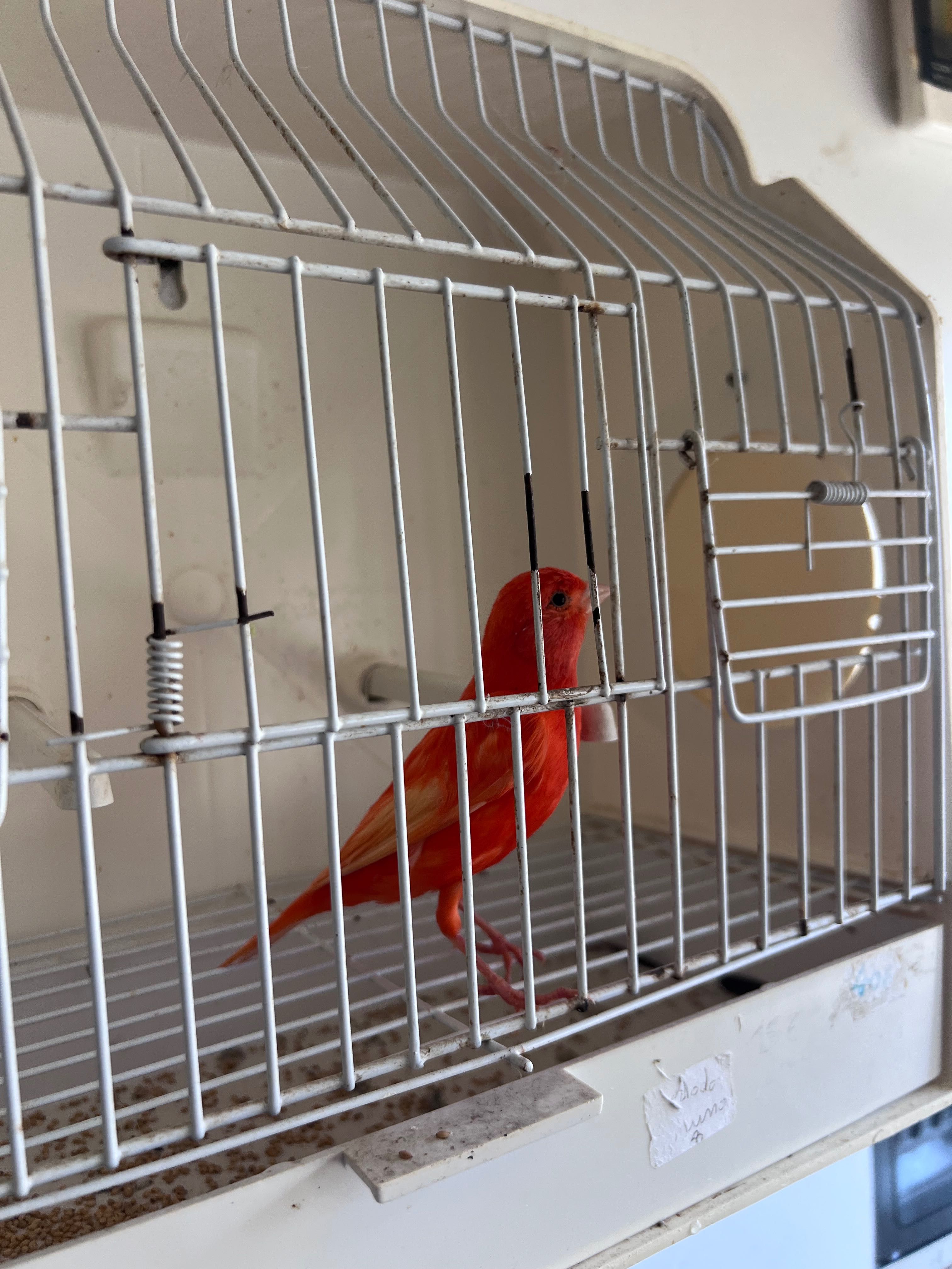 Canário Vermelho