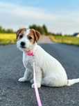 Suczka Jack Russell terrier ZKWP/FCI szorstkowlosa