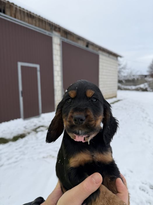 Cocker Spaniel Angielski