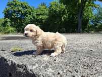 maltipoo szczeniak suczka