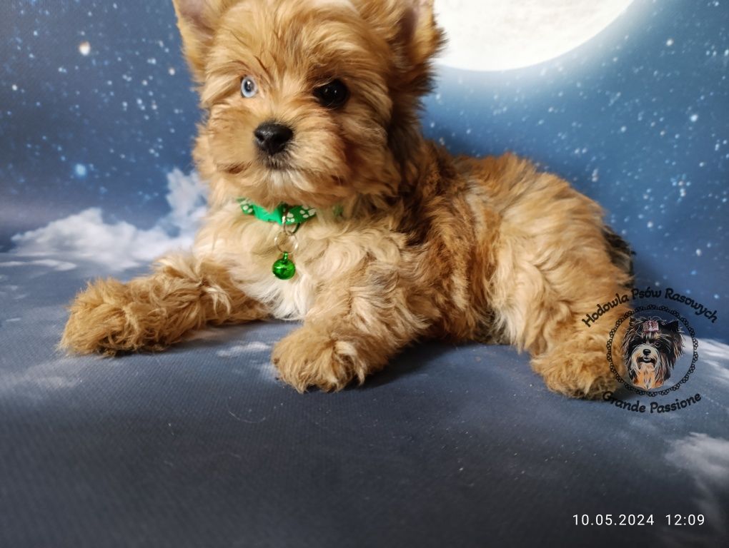 York, yorkshire terrier red merle, niebieskie oko