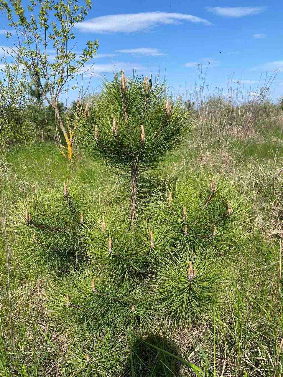 Сосна кримська , сосна крымская , кримка , Pinus nigra.