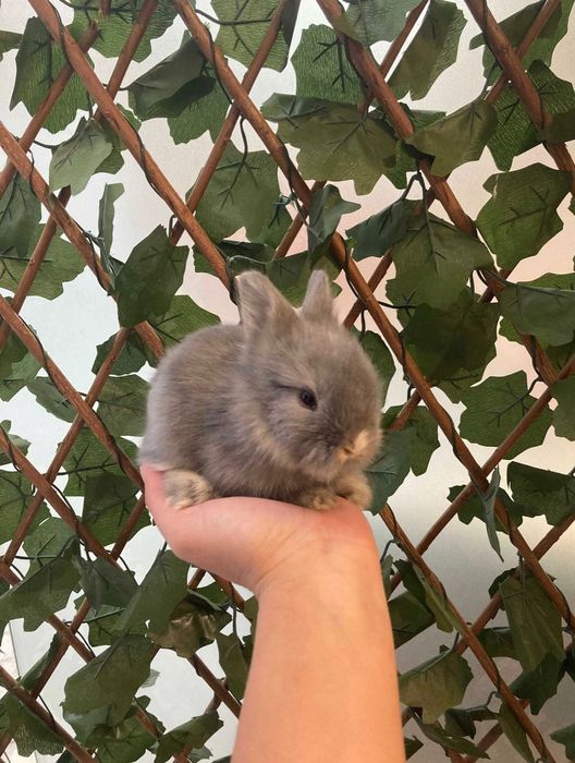 Coelhos Anões Mini Toy em Loja Profissional