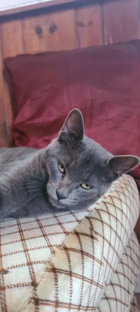 Gatinhos para adoção responsável