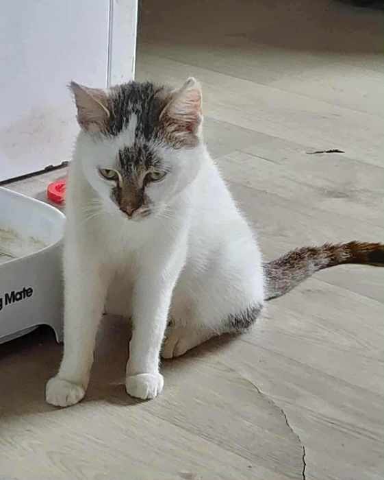 Kocurek do adopcji