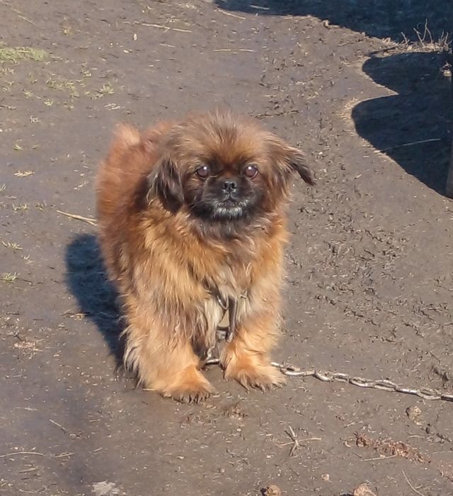 Цуценята ПЕКІНЕС готові до бронювання