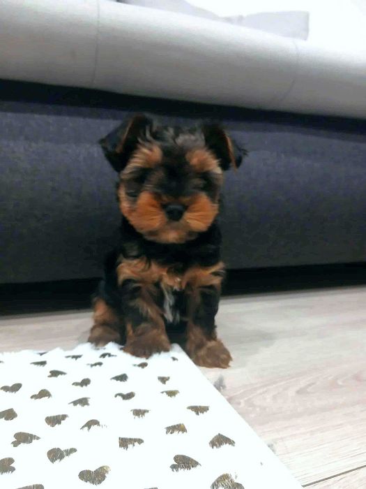 Piekny Piesek Yorkshire terrier