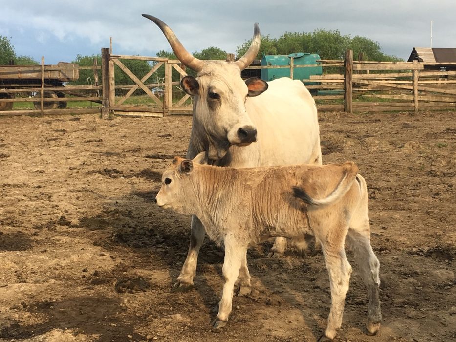 Продам бичка угорськоі сіроі корови