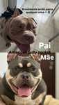Acessórios e american bully pocket