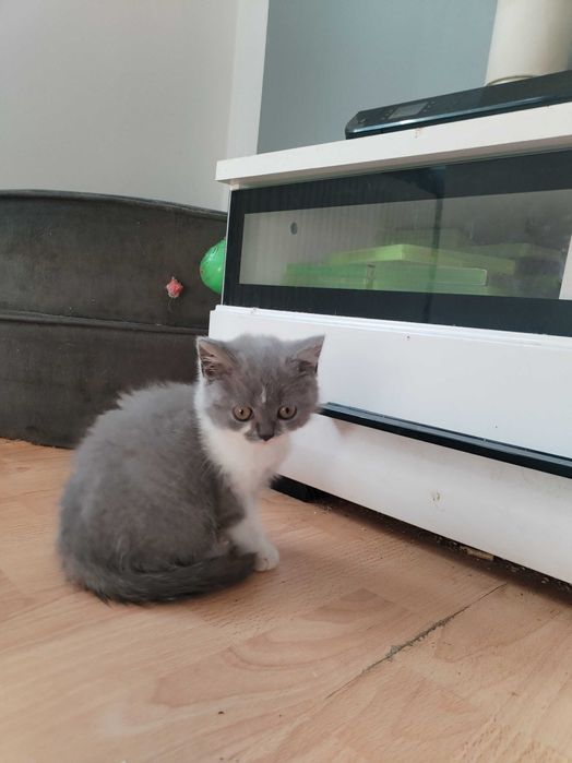 Gotowa do odbioru Śliczna Niebieska Kotka Bicolor