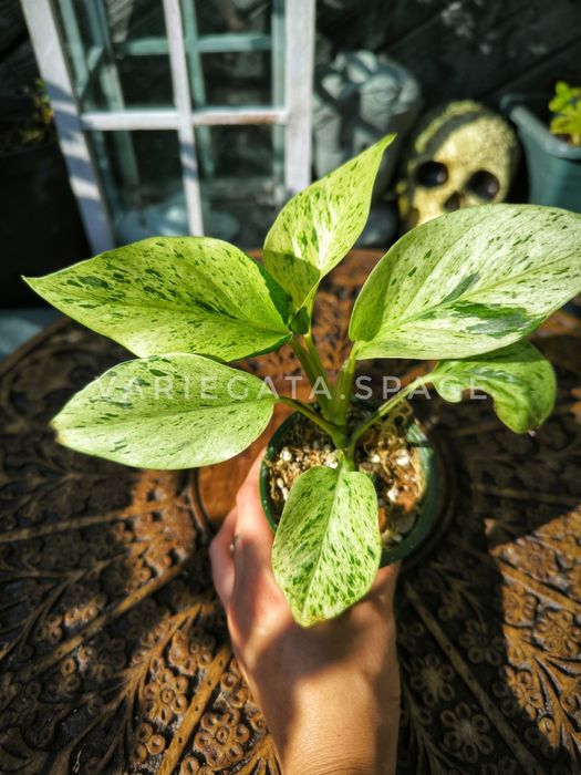 Epipremnum Snow Queen variegata