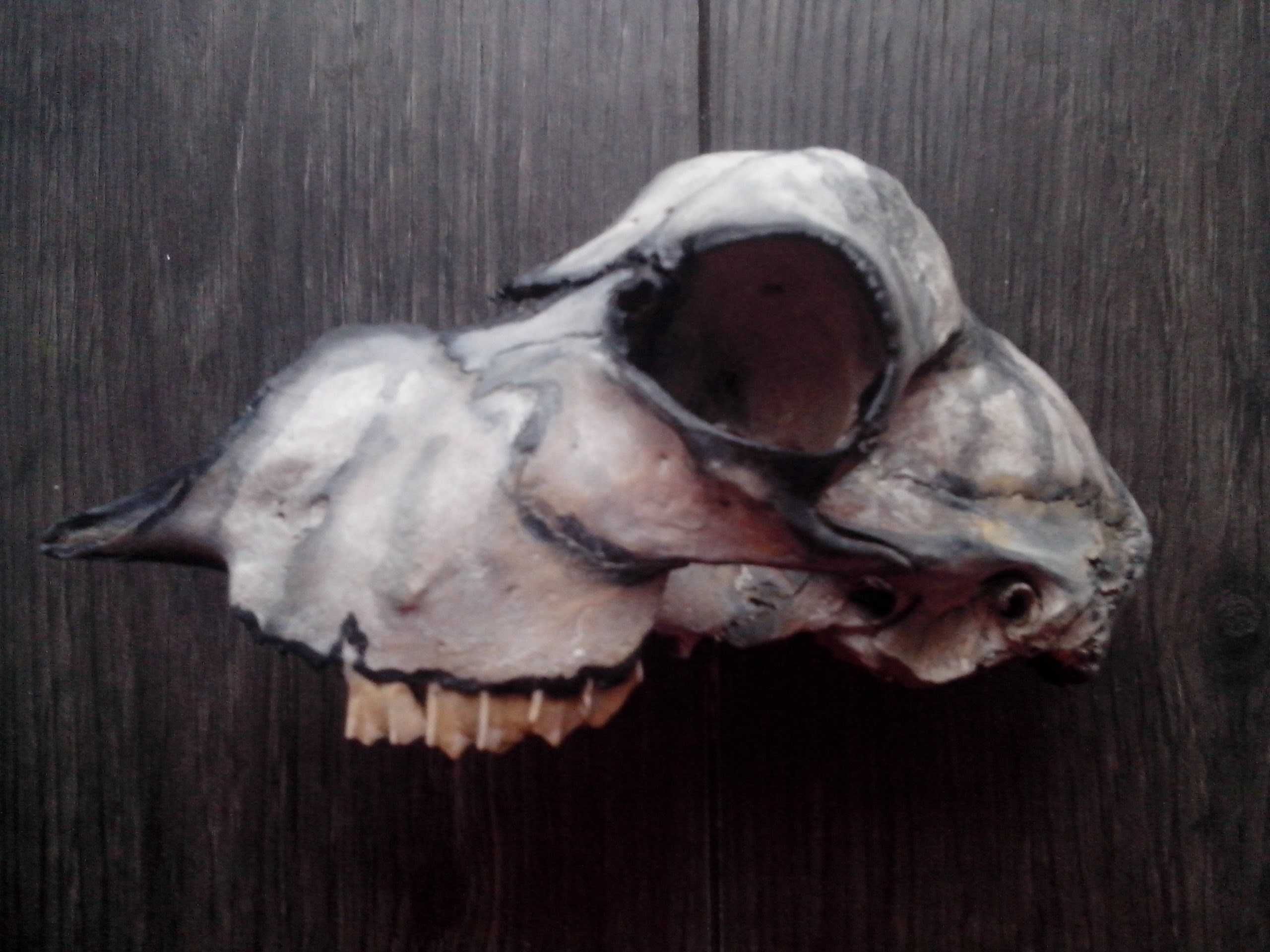 череп козы без рог декор лофт интерьер кость