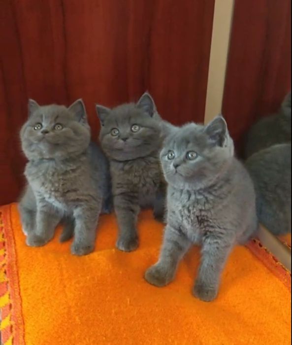 Британские плюшевые котята