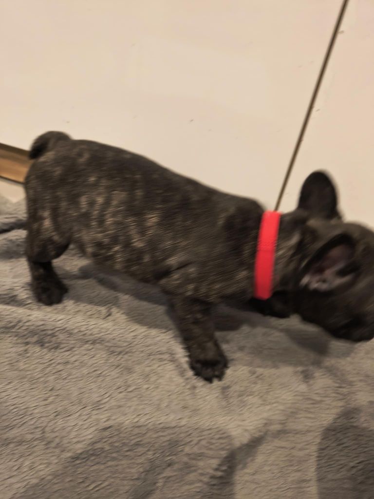 Buldog francuski suczka Marengo piekna