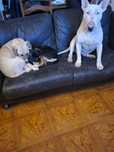 Filhotes bulterrier x