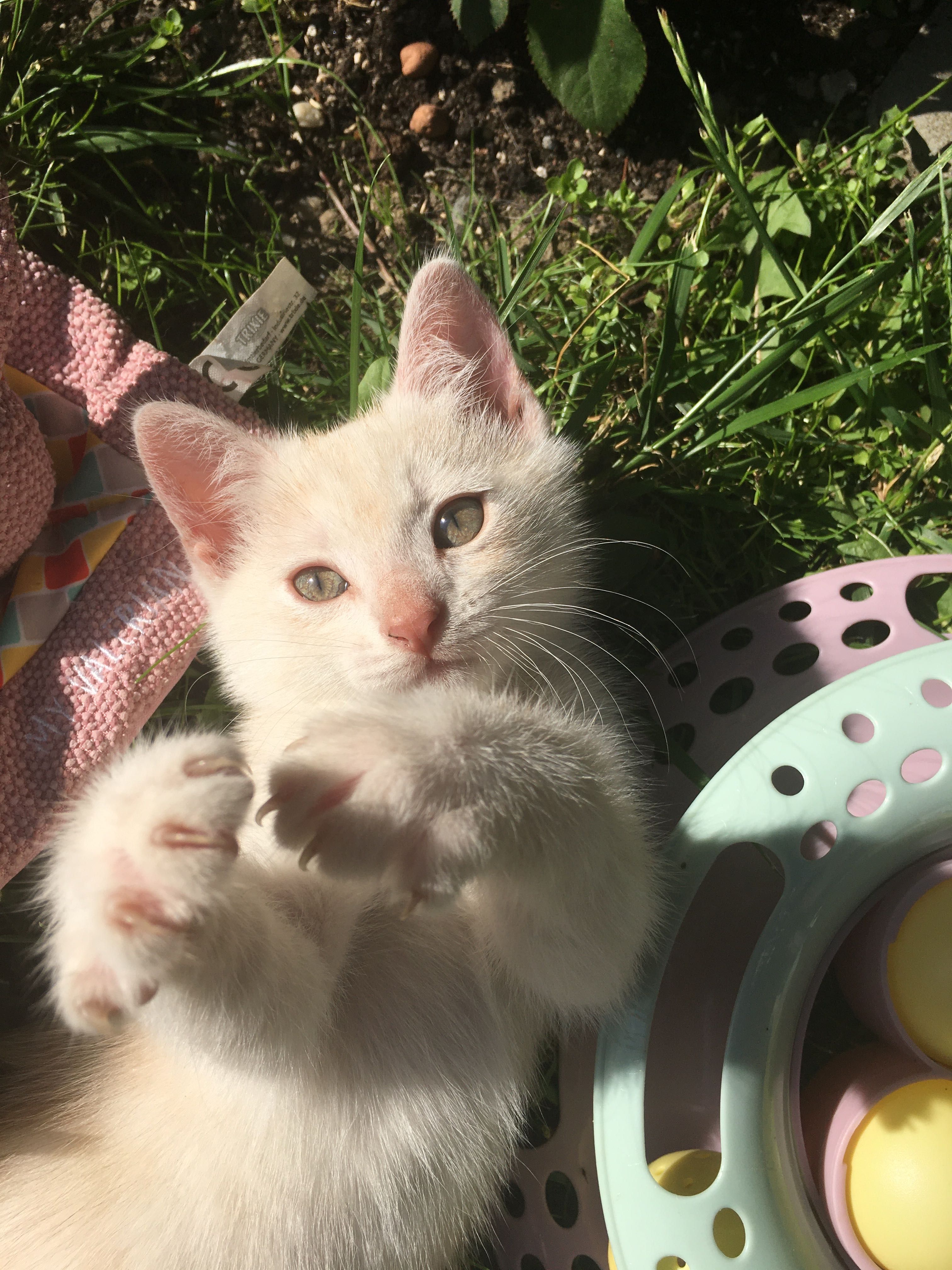 Золотий котик - хлопчик