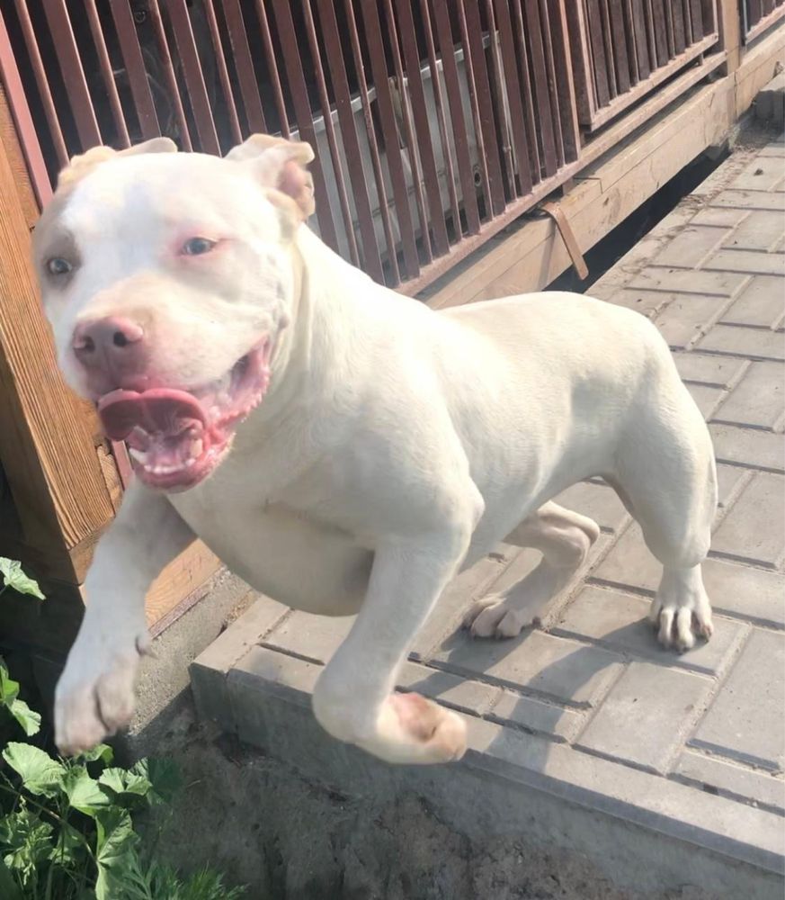 Sprzedam American Bully