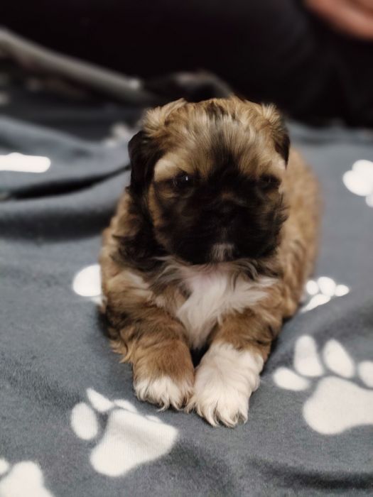 Piękny Shih Tzu z rodowodem
