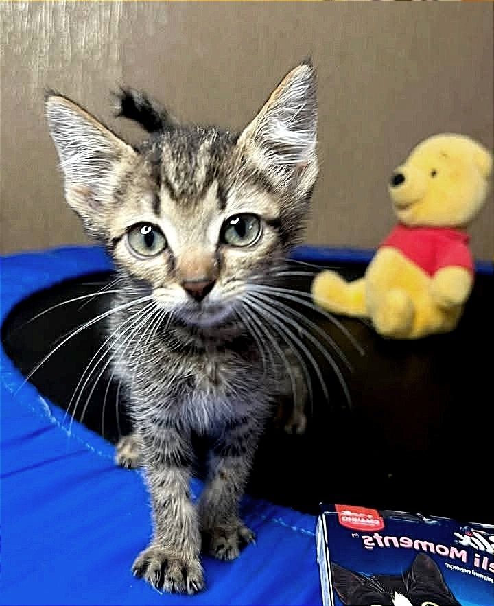 Отдам_ котята_ кошки_ тигрик