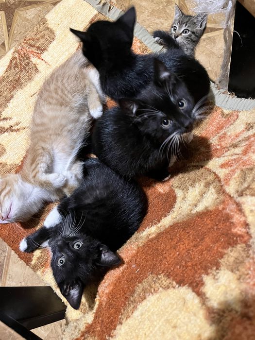 3 kocurki i jedna kotka szukaja domku