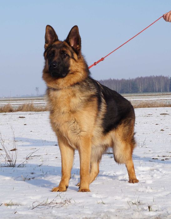 Owczarek Niemiecki długowłosy FCI