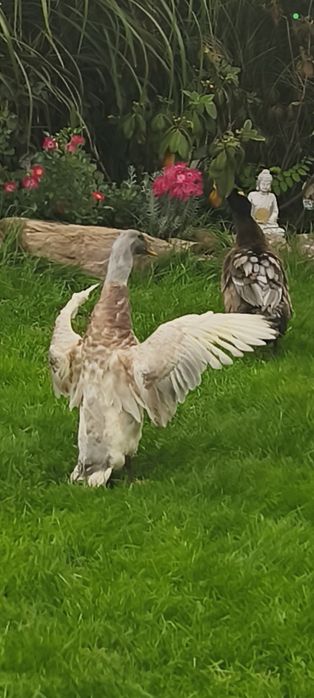 Piękny niebiesko beżowo brązowy biegus indyjski kaczor z genem