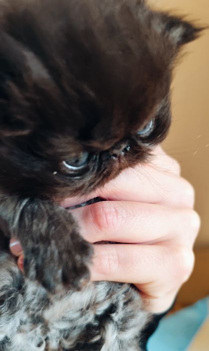 Kocurek perski długowłosy ZORRO (prawdziwy rodowód FPL)