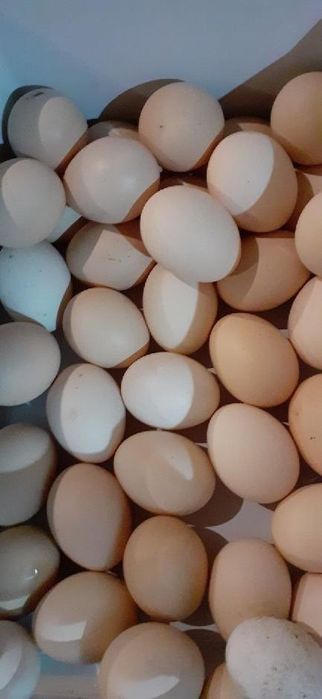 Jajka duże wiejskie świeże