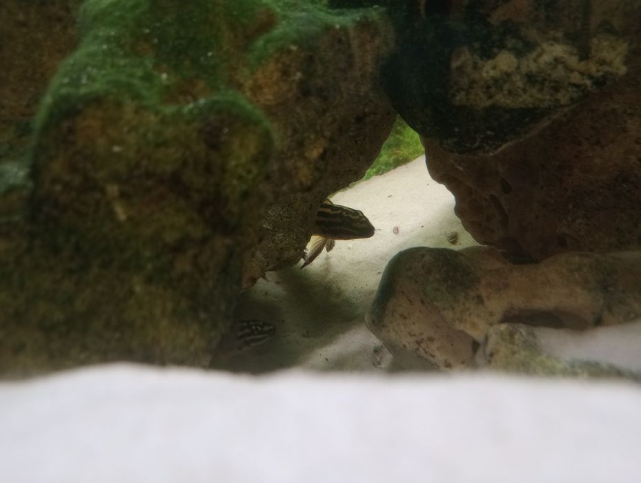 Naskalniki ryby akwariowe